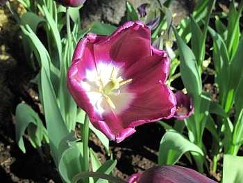 Contrast in Flowers 06, Tulips, graphy, yellow, green, Flowers, garden, Purple HD wallpaper