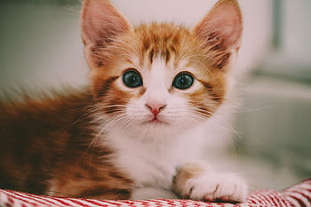 Close-up of a cute ginger and white kitten with striking eyes and fluffy fur. HD wallpaper