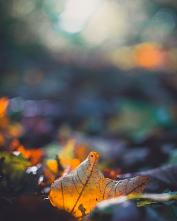 Autumn, Macro, Blur, Smooth, Sheet, Leaf, Fallen HD phone wallpaper