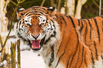 Animals, Muzzle, Striped, Predator, Big Cat, Tiger HD wallpaper