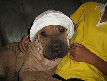female sharpei in hat, sharpei, sharpei in hat HD wallpaper