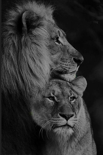 GamesDan Junior on gamesDan Junior. Lion couple, Wild animals , Lion, Lioness Black and White HD phone wallpaper