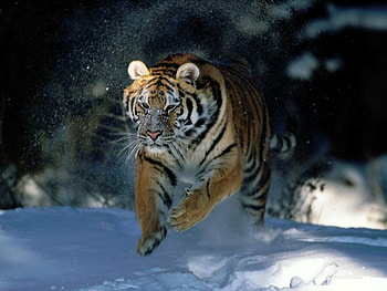 The Tiger, winter, run, forest, snow HD wallpaper