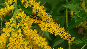 Mystery Bug & a Fly on Goldenrod, Canada Goldenrod, golden, borer, pollinators, plants, flowering, green bottle fly, insects, pollen, plant, bugs, flower, yellow, goldenrod, pollinator, insect HD wallpaper