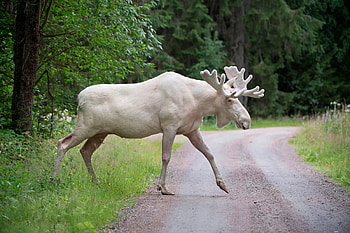 Sacred white spirit, First Nation's mourning, Tragic loss, Wildlife importance HD wallpaper