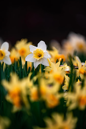 Flowers, Narcissussi, Macro, Focus HD phone wallpaper