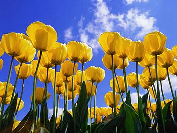 Tulips HD wallpaper