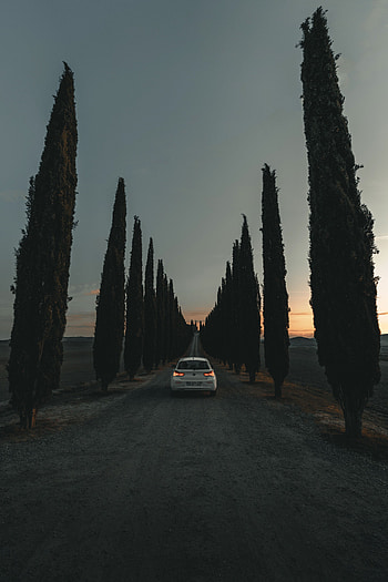 Trees, Twilight, Cars, Road, Car, Alley, Machine, Dusk HD phone wallpaper
