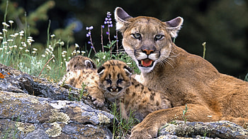 Animals, Puma HD wallpaper