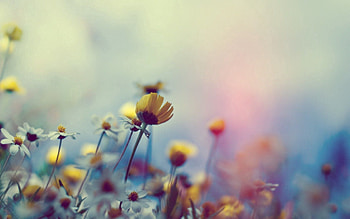 Flowers, Macro, Field HD wallpaper