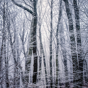 Winter, Nature, Trees, Forest, Bw, Chb, Frost, Hoarfrost HD phone wallpaper