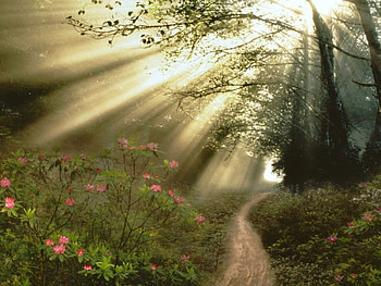 Streaming sunbeams, nature, flowers HD wallpaper