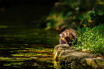 Ferret , Captivating eyes, Adorable pet, Precious creature HD wallpaper