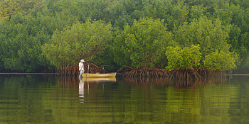 Everglades National Park, grapher Constince Mier, January visit, National Park Service HD wallpaper