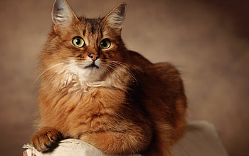 Animals, Cats HD wallpaper