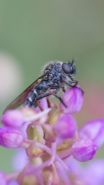 Bee, insect, bee bubble HD phone wallpaper