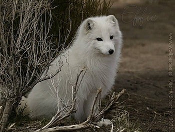effie fox, night, effie, white, foxes HD wallpaper