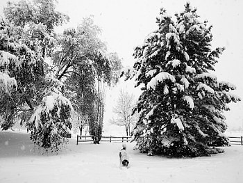 Snowstorm doggy, dog, snowstorm HD wallpaper