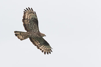 Buzzard (Animal), Enigmatic honey buzzard, Birding experiences, Naturalist's delight HD wallpaper