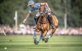 Horse polo, Polo mallets, Arena action, Equine team HD wallpaper