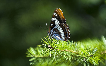 Insect, bug HD wallpaper