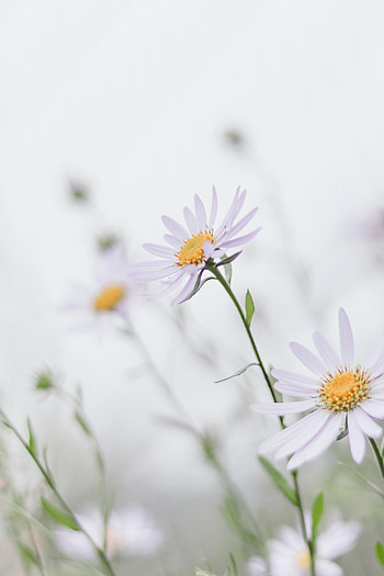 Flowers, Leaves, Camomile, Macro, Petals, Chamomile HD phone wallpaper