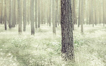 Nature, Trees, Shine, Light, Forest, Effect HD wallpaper