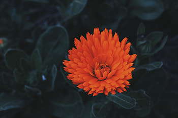 Flowers, Flower, Petals, Bud HD wallpaper