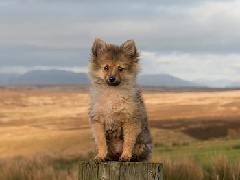 gorgeous puppy, cute, puppy, brown, nature HD wallpaper