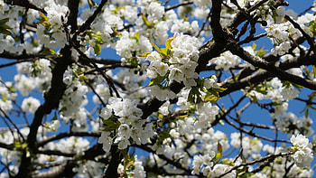 White Cherry Blossom Flowers Tree Branches In Blue Sky Background Flowers HD wallpaper