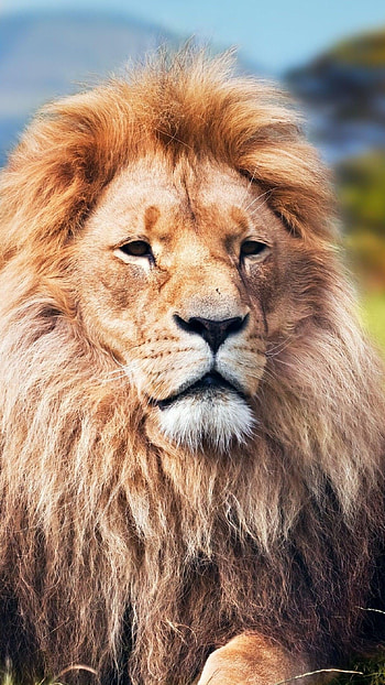 Lion , Nature Background HD phone wallpaper