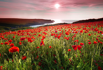 Bayside Red Poppy Field in Summer, Bays, Summer, Fields, Poppies, Sea, Flowers, Nature, Sunshine HD wallpaper