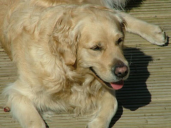 The Lay, dogs, nature, golden retrievers, animals HD wallpaper