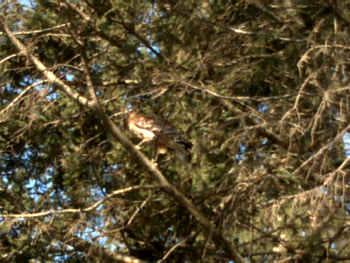 hawk, happy, old, morning HD wallpaper