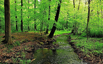 Forest, beautiful, nature, amazing HD wallpaper