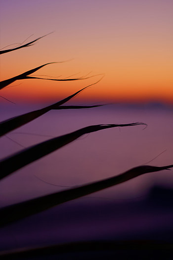 Leaves, Twilight, Macro, Dark, Dusk HD phone wallpaper