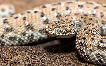 Animals, Nature, Background, Snake HD wallpaper