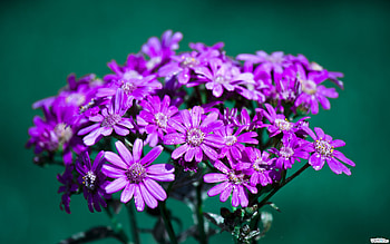 Plants, Flowers HD wallpaper