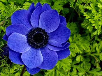 BLUE FLOWER, blue, flower, floral, nature, pedals HD wallpaper
