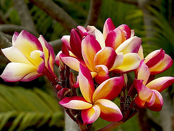 Plumeria, pink, yellow, flower, beautiful, nature, flowers HD wallpaper