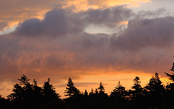 Nature, Trees, Sunset, Sky, Clouds HD wallpaper
