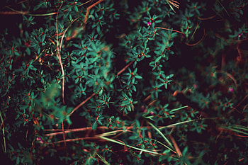 Grass, Leaves, Plant, Macro, Blur, Smooth, Vegetation HD wallpaper