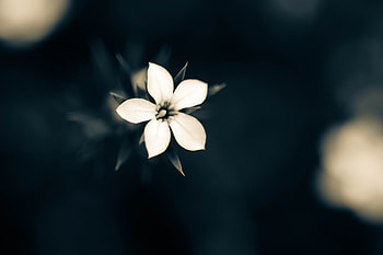 Macro White Flower Plant, macro, flower, white, plants HD wallpaper