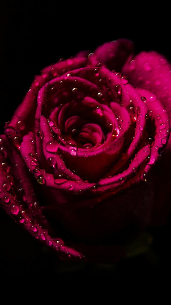 Red drop rose, Intense color, Exquisite detail, Nature's perfection HD phone wallpaper
