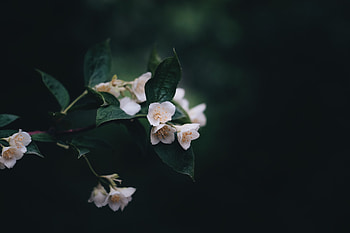 Flowers, Bush, Dark, Bloom, Flowering, Spring HD wallpaper