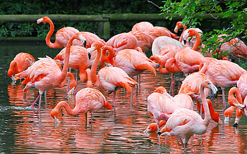 Flamingo backgrounds, Stunning visuals, Vibrant colors, Captivating designs HD wallpaper
