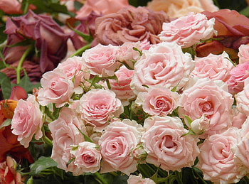 Flowers, Roses, Pink, Buds, Lot HD wallpaper