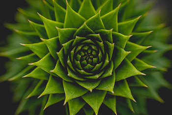 Plant, succulent, green, close up HD wallpaper