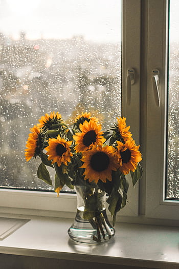 Vibrant sunflowers in a glass vase on a rainy day, offering a touch of warmth indoors. HD phone wallpaper