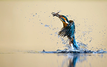 Water spray, Catching drops, Reflection HD wallpaper